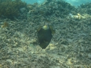 gilit (16)